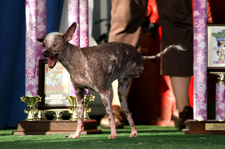 世界上最丑的狗，中国冠毛犬屡获冠军596 / 作者:UFO爱好者 / 帖子ID:75951