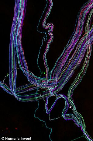 科学家发明脑彩虹成像技术 可辅助理解大脑运行785 / 作者:UFO爱好者 / 帖子ID:79682