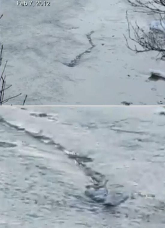 全球神秘水怪盘点,西伯利亚惊绒毛巨兽是猛犸象吗？303 / 作者:UFO爱好者 / 帖子ID:69607