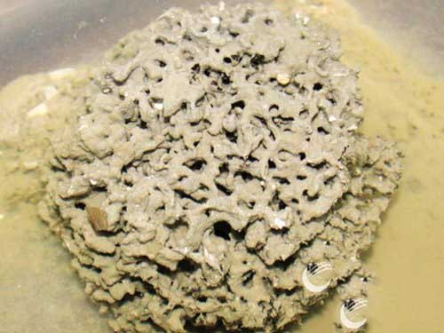 12种最异类的动物：薄荷虾-是雄是雌？979 / 作者:UFO爱好者 / 帖子ID:76070