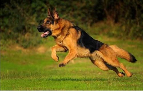 世界十大警犬品种排名，德国牧羊犬居榜首78 / 作者:UFO爱好者 / 帖子ID:75952