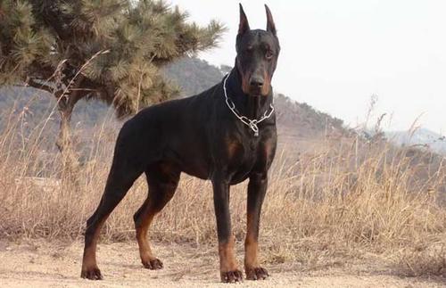 世界十大警犬品种排名，德国牧羊犬居榜首610 / 作者:UFO爱好者 / 帖子ID:75952