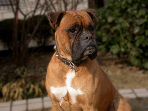 世界十大警犬品种排名，德国牧羊犬居榜首414 / 作者:UFO爱好者 / 帖子ID:75952