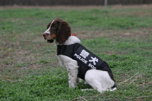 世界十大警犬品种排名，德国牧羊犬居榜首248 / 作者:UFO爱好者 / 帖子ID:75952
