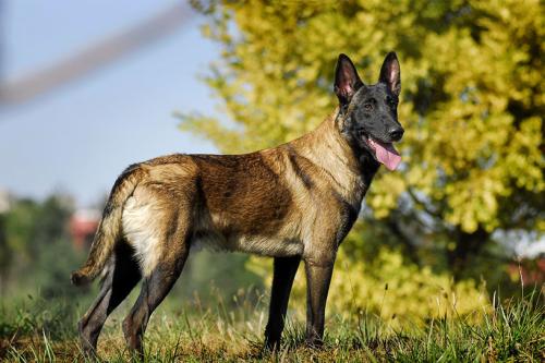 世界十大警犬品种排名，德国牧羊犬居榜首238 / 作者:UFO爱好者 / 帖子ID:75952