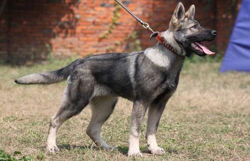 世界十大警犬品种排名，德国牧羊犬居榜首335 / 作者:UFO爱好者 / 帖子ID:75952