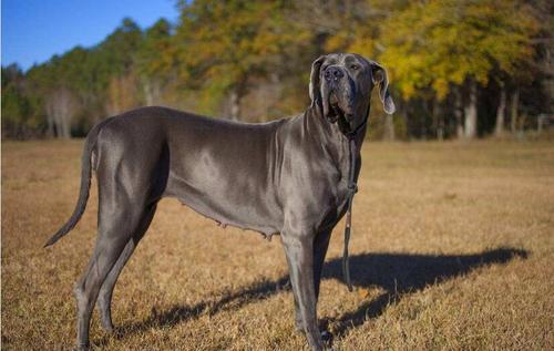 世界十大警犬品种排名，德国牧羊犬居榜首511 / 作者:UFO爱好者 / 帖子ID:75952