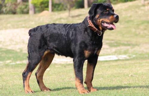 世界十大警犬品种排名，德国牧羊犬居榜首851 / 作者:UFO爱好者 / 帖子ID:75952