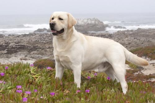 世界十大警犬品种排名，德国牧羊犬居榜首824 / 作者:UFO爱好者 / 帖子ID:75952