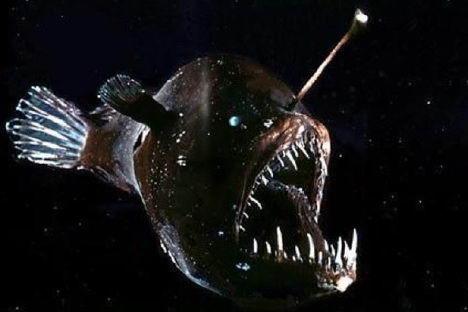 揭秘奇异的海洋“怪物”794 / 作者:UFO爱好者 / 帖子ID:72162