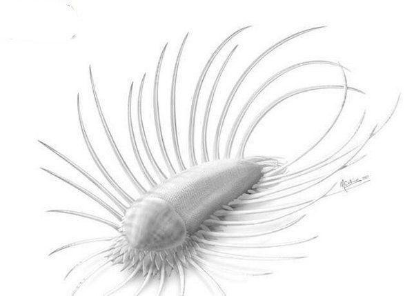 寒武纪十大恐怖生物，怪诞虫竟是霍式不死虫的“亲戚”351 / 作者:UFO爱好者 / 帖子ID:75712