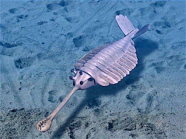 寒武纪十大恐怖生物，怪诞虫竟是霍式不死虫的“亲戚”410 / 作者:UFO爱好者 / 帖子ID:75712