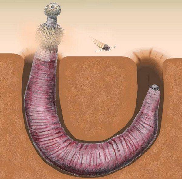 寒武纪十大恐怖生物，怪诞虫竟是霍式不死虫的“亲戚”126 / 作者:UFO爱好者 / 帖子ID:75712