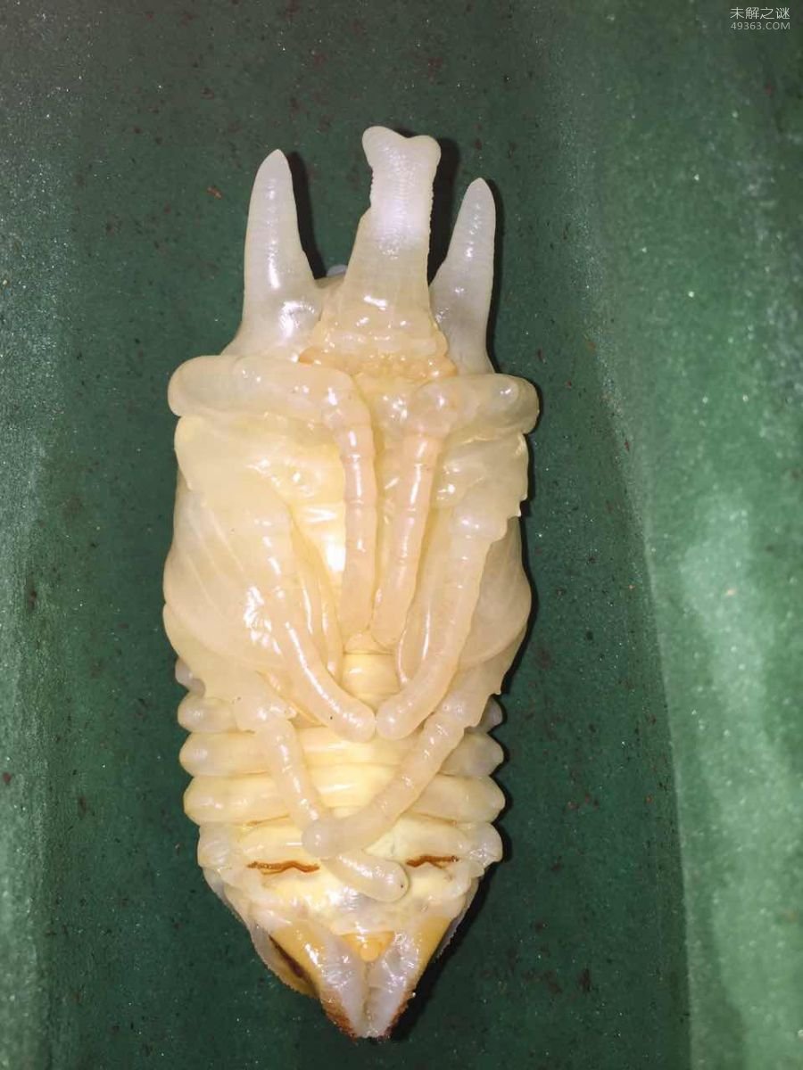 亚克提恩大兜虫，世界上最重的大兜虫(历时三年成功羽化)860 / 作者:UFO爱好者 / 帖子ID:79674