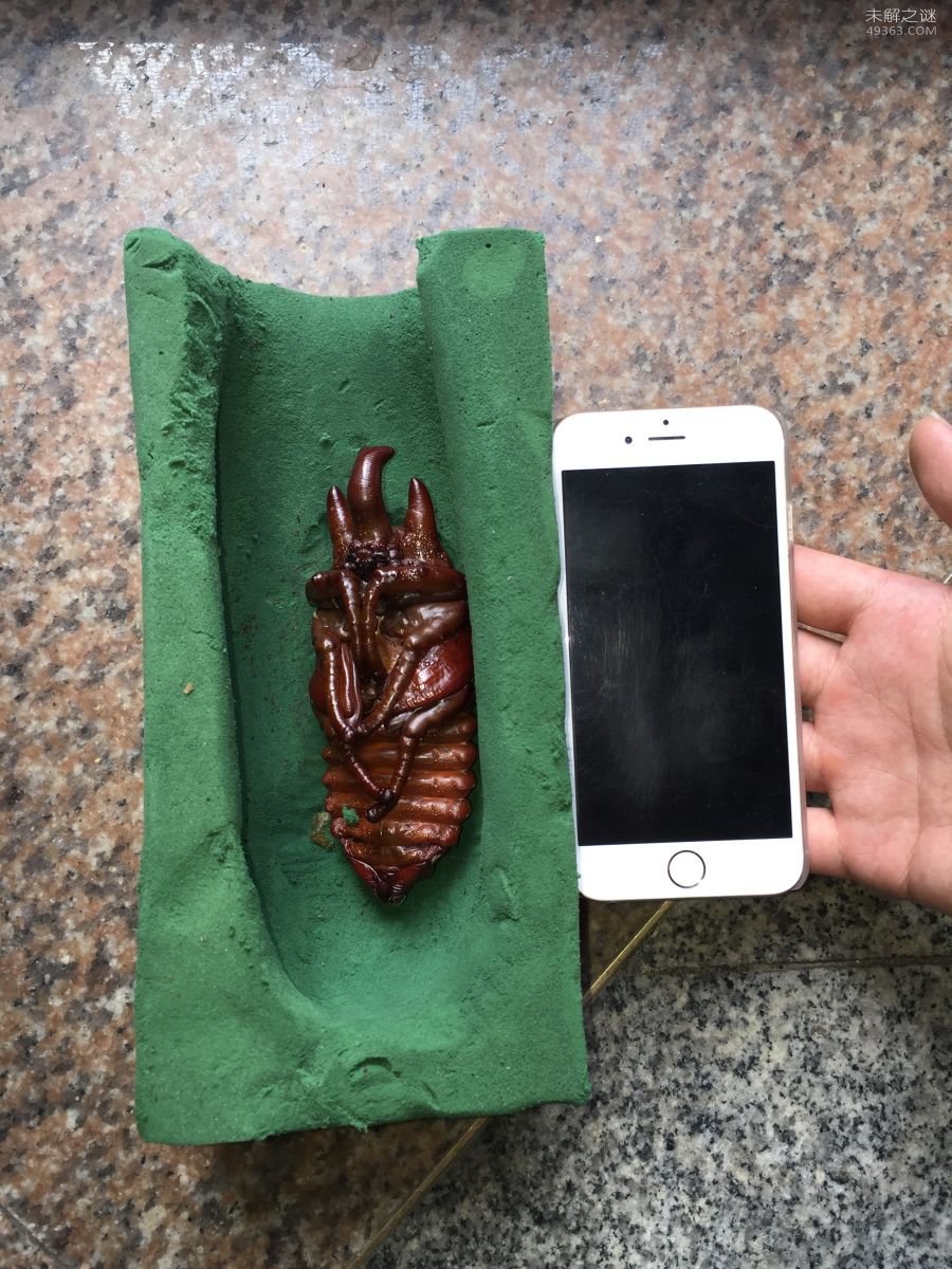 亚克提恩大兜虫，世界上最重的大兜虫(历时三年成功羽化)262 / 作者:UFO爱好者 / 帖子ID:79674