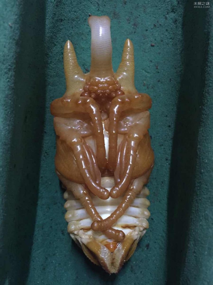 亚克提恩大兜虫，世界上最重的大兜虫(历时三年成功羽化)84 / 作者:UFO爱好者 / 帖子ID:79674