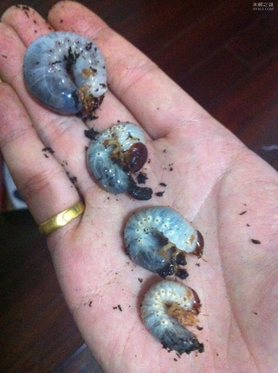 亚克提恩大兜虫，世界上最重的大兜虫(历时三年成功羽化)295 / 作者:UFO爱好者 / 帖子ID:79674