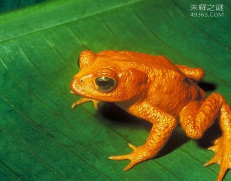 人类桑恶魔化巴尔豹濒临灭绝该，吃人的传言是真是假448 / 作者:UFO爱好者 / 帖子ID:80010