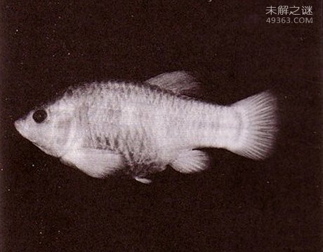 人类桑恶魔化巴尔豹濒临灭绝该，吃人的传言是真是假128 / 作者:UFO爱好者 / 帖子ID:80010