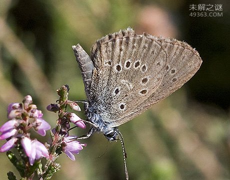 人类桑恶魔化巴尔豹濒临灭绝该，吃人的传言是真是假174 / 作者:UFO爱好者 / 帖子ID:80010