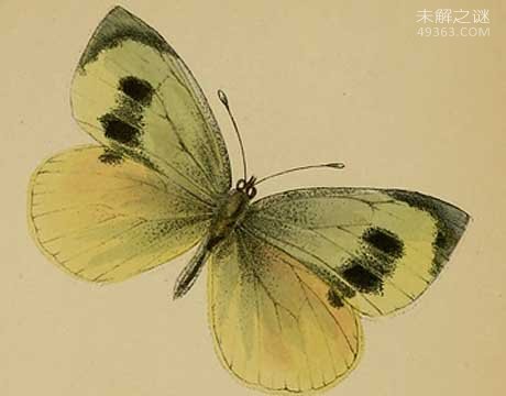 人类桑恶魔化巴尔豹濒临灭绝该，吃人的传言是真是假54 / 作者:UFO爱好者 / 帖子ID:80010
