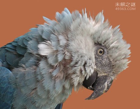人类桑恶魔化巴尔豹濒临灭绝该，吃人的传言是真是假281 / 作者:UFO爱好者 / 帖子ID:80010