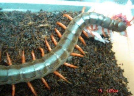 加拉帕戈斯巨人蜈蚣,数量稀少 体长0.6米成“蜈蚣精”699 / 作者:UFO爱好者 / 帖子ID:83237