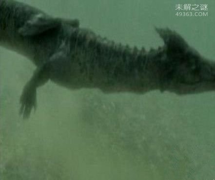 奥古布古：一种来自远古的生物“水中的恶魔”902 / 作者:UFO爱好者 / 帖子ID:76977