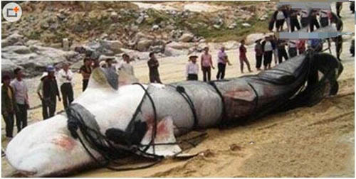 中国三大水怪之谜：青海湖水怪疑似蛇颈龙631 / 作者:UFO爱好者 / 帖子ID:73940