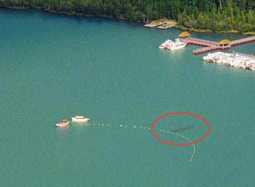 中国三大水怪之谜：青海湖水怪疑似蛇颈龙810 / 作者:UFO爱好者 / 帖子ID:73940
