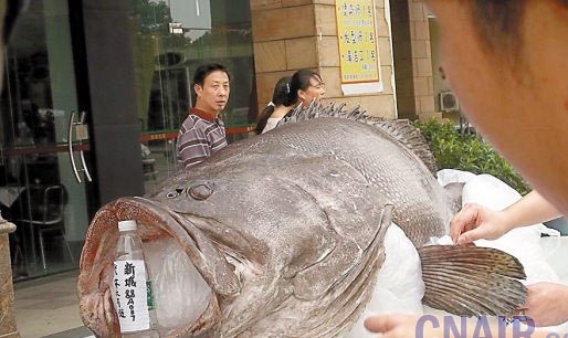 全世界令人震惊的巨型鱼：英国人非洲捕获巨型食人鱼341 / 作者:UFO爱好者 / 帖子ID:85544