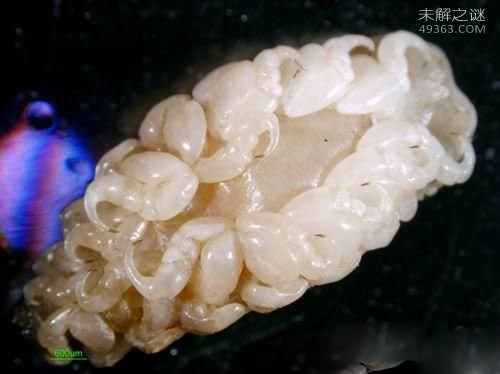 现实生活中真的存在外星寄生虫380 / 作者:UFO爱好者 / 帖子ID:72528