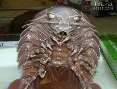 现实生活中真的存在外星寄生虫849 / 作者:UFO爱好者 / 帖子ID:72528