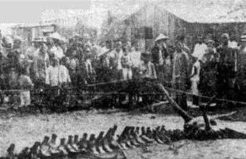 历史上是否真的有龙？揭秘1934年营口坠龙事件真相4 / 作者:UFO爱好者 / 帖子ID:78978