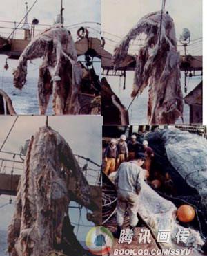 冰岛水怪视频引轰动 世界水怪难解之谜盘点864 / 作者:UFO爱好者 / 帖子ID:85899