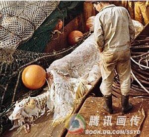 冰岛水怪视频引轰动 世界水怪难解之谜盘点865 / 作者:UFO爱好者 / 帖子ID:85899