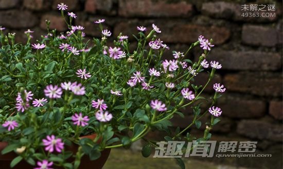 生物寿命的极限有多长？3万年植物复活全过程148 / 作者:UFO爱好者 / 帖子ID:72340