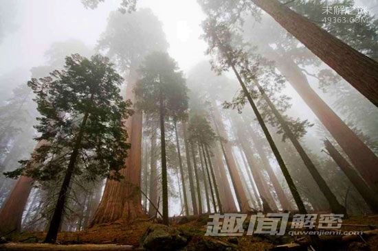 生物寿命的极限有多长？3万年植物复活全过程346 / 作者:UFO爱好者 / 帖子ID:72340