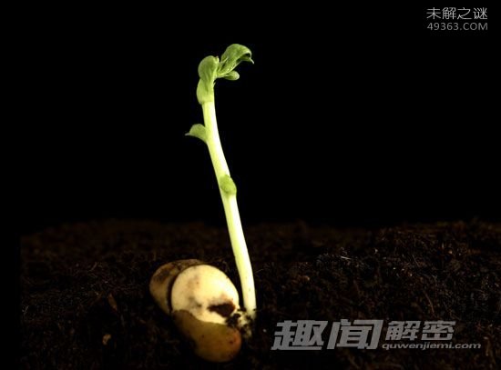 生物寿命的极限有多长？3万年植物复活全过程51 / 作者:UFO爱好者 / 帖子ID:72340