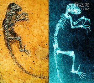 管眼鱼称为“幽灵鱼”的奇特鱼类,为什么那么神秘呢?729 / 作者:UFO爱好者 / 帖子ID:79677