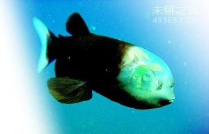 管眼鱼称为“幽灵鱼”的奇特鱼类,为什么那么神秘呢?356 / 作者:UFO爱好者 / 帖子ID:79677