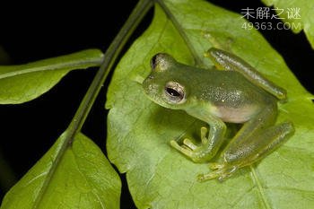 玻璃蛙腹部皮肤透明内脏清晰可见，所有隐私一览无余553 / 作者:UFO爱好者 / 帖子ID:79850
