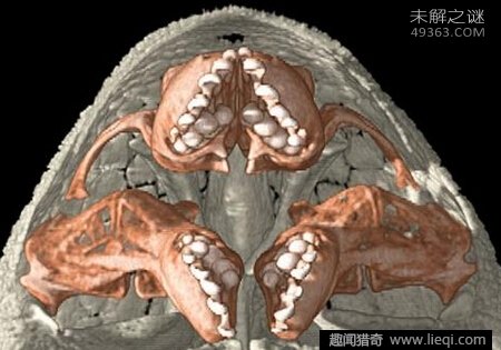 深海素食主义者食木甲鲶鱼，专吃木头688 / 作者:UFO爱好者 / 帖子ID:82158