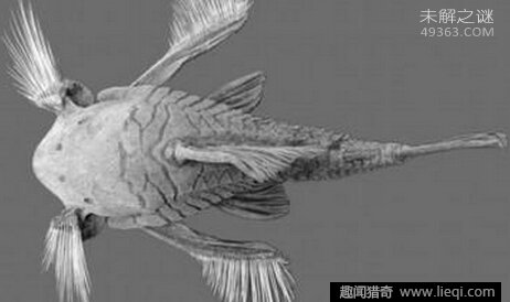 深海素食主义者食木甲鲶鱼，专吃木头980 / 作者:UFO爱好者 / 帖子ID:82158