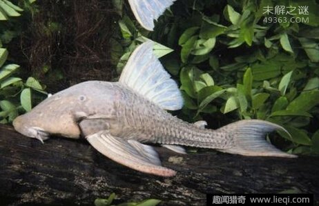 深海素食主义者食木甲鲶鱼，专吃木头666 / 作者:UFO爱好者 / 帖子ID:82158