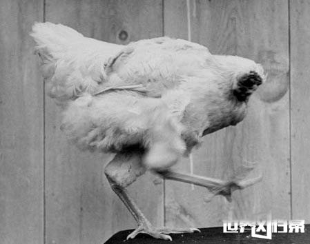 麦克鸡头被斩后仍然活了18个月真相305 / 作者:UFO爱好者 / 帖子ID:69036 麦克鸡头被斩后仍然活了18个月真相305 / 作者:UFO爱好者 / 帖子ID:69036