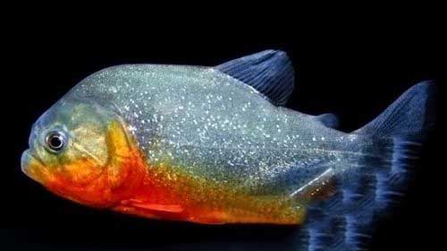 两张嘴的怪鱼，盘点最令人恐惧的鱼类222 / 作者:UFO爱好者 / 帖子ID:72335
