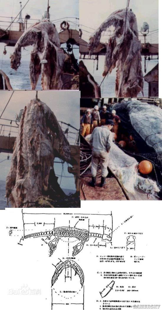 南非海怪之谜 披白毛的怪兽，似蛇非蛇531 / 作者:UFO爱好者 / 帖子ID:85889