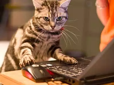 猫也懂逻辑?566 / 作者:UFO爱好者 / 帖子ID:87559 猫也懂逻辑?566 / 作者:UFO爱好者 / 帖子ID:87559