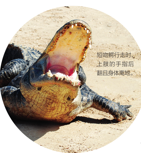 短吻鳄揭示恐龙步姿787 / 作者:UFO爱好者 / 帖子ID:86936